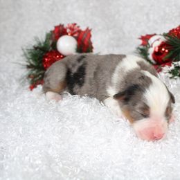 Miniature American Shepherd Puppies from Lone Pine Miniature American Shepherds