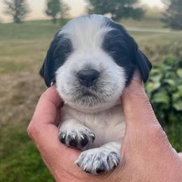 Red collar - White and black male English Springer Spaniel puppy in Sterling, Michigan from Springerdoodles In MI