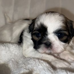 Girl 2 - Brindle and white Shih Tzu puppy in Bakersfield, California from Little pumpkin Shih Tzu’s