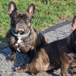 Bullmastiffs and French Bulldogs from Jaded French Bulldogs and Bullmastiffs