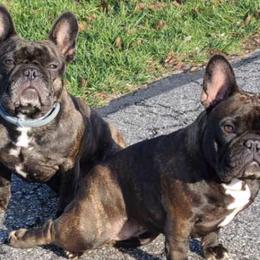 Bullmastiffs and French Bulldogs from Jaded French Bulldogs and Bullmastiffs