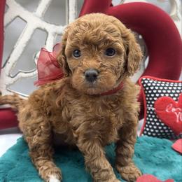 Maye - Red female Cavapoo puppy in Central, Arizona from Desert Valley Doodles