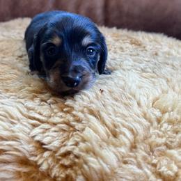 Dachshund Puppies from Wet Mountain Weenie Dogs