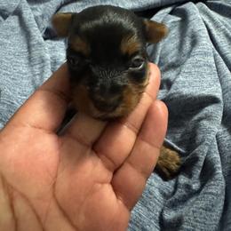 Baby Boy - Black and tan male Yorkshire Terrier puppy in Fort Worth, Texas from Mina’s Minnies