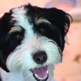 Star - Bernedoodle