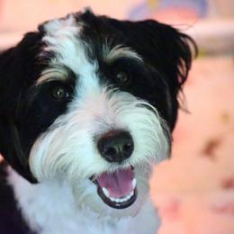 Star - Bernedoodle