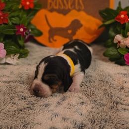 Male 4 - Black brown and white male Basset Hound puppy in Robbins, Tennessee from Orange Mountain Basset Hounds