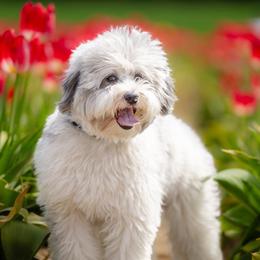 Oakley - Bordoodle