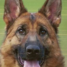 Ria - German Shepherd