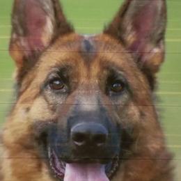 Ria - German Shepherd