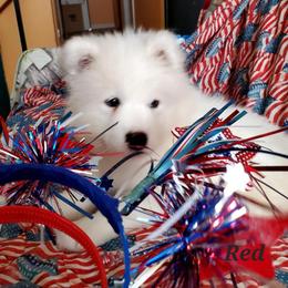 Samoyed Puppies from White Sea Samoyeds