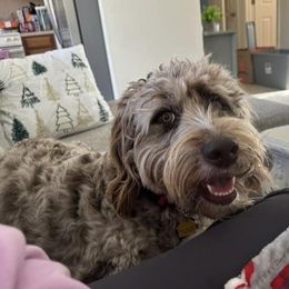 Mocha - Aussiedoodle