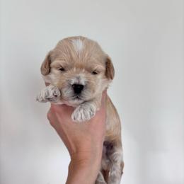 Cider - male Cavapoochon puppy in Morris, Pennsylvania from Heartland Puppies
