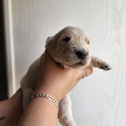 Red - Golden female Golden Retriever puppy in Lucasville, Ohio from Halo Kennels