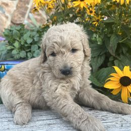 Goldendoodle Puppies from Jess’ Golden Doodles