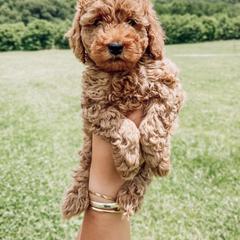 Peter - Red  Goldendoodle puppy in Brodhead, Kentucky from Gentry Goldendoodles