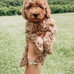 Peter - Red  Goldendoodle puppy in Brodhead, Kentucky from Gentry Goldendoodles