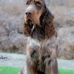 Whiskey - English Springer Spaniel