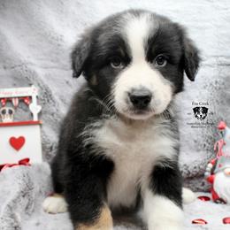 Kevin - Black Australian Shepherd puppy in Honey Grove, Texas from Fox Creek