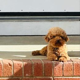 Mushu - Poodle