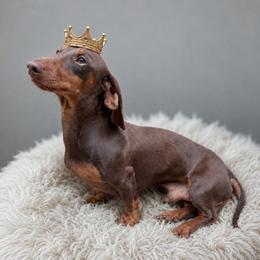 Prince - Dachshund