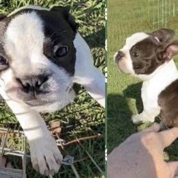 Boston Terriers and Pomeranians from Mosaic Poms Too