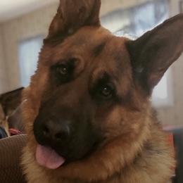 German Shepherds from James McDonnell