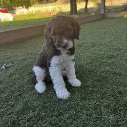 Poodle Puppies from Lollipop R Poodles