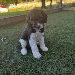 Poodle Puppies from Lollipop R Poodles