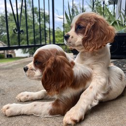 Cavalier King Charles Spaniel and Scottish Terrier Puppies from Guffey's Puppies