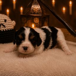 Flip - Tri-color male Cavalier King Charles Spaniel puppy in Lula, Georgia from Cavaliers by Crumley