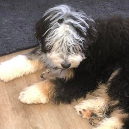 Bernedoodles from Mini Bernedoodles by Ziva & Zac