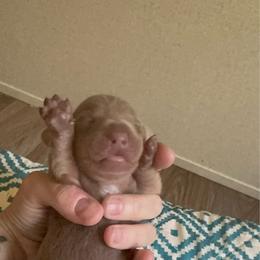 Bella female 2 - Fawn (isabella) and tan female Dachshund puppy in Whitehouse, Texas from Bonded Oaks Doxies