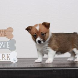 Pembroke Welsh Corgi Puppies from Red River Corgis