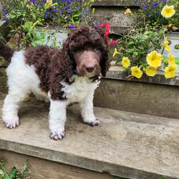 Poodle Puppies from Joyful Paw Poodles