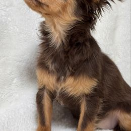 Alice - Chocolate and tan female Chihuahua puppy in North Dakota from American Dream Chihuahua’s