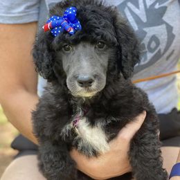 Goldendoodles and Poodles from Willow Creek Kennels