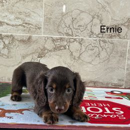 Dachshund puppies from Bedrock Dachshunds