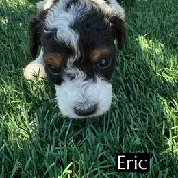 Eric - Black tri-color male Aussiedoodle puppy in Bakersfield, California from Annie's Aussies