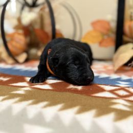 Orange - Black female German Shepherd puppy in Columbus, Georgia from Blue Phoenix Shepherds