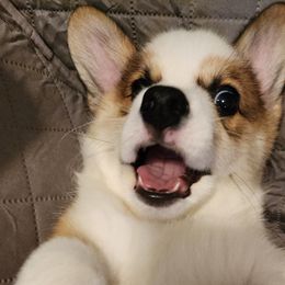Pembroke Welsh Corgi Puppies from Corgis of Avalon