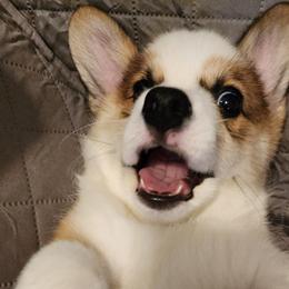 Pembroke Welsh Corgi Puppies from Corgis of Avalon