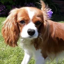 Cavalier King Charles Spaniels and Cavapoos from Cupcake Cavaliers and Cavapoos
