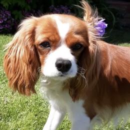 Cavalier King Charles Spaniels and Cavapoos from Cupcake Cavaliers and Cavapoos