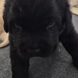 Halford   (Hal) - Black male Labrador Retriever puppy in Greenwich, Ohio from Pure Gem Kennel