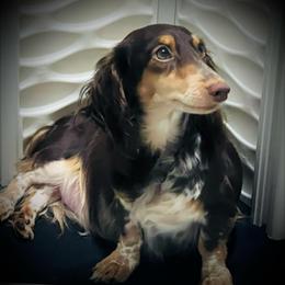Hazel - Dachshund