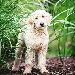 Goldendoodles from SunnyDoodle