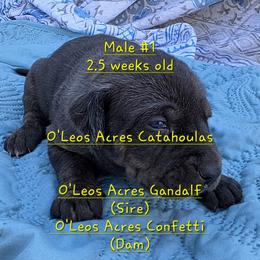 Boy 1 - male Catahoula Leopard Dog puppy in Perry, Florida from O'Leos' Acres Catahoulas