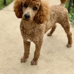 Copper - Poodle