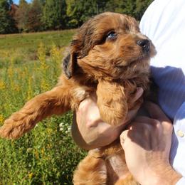 Boone- CKC- F1 Mini AussieDoodle- Stokesdale, NC - Red merle male Aussiedoodle puppy in Stokesdale, North Carolina from His and Hers Poodles and Doodles